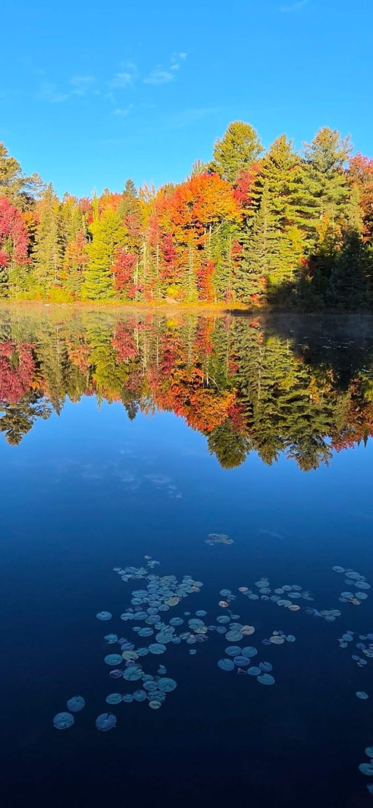 Fall colours